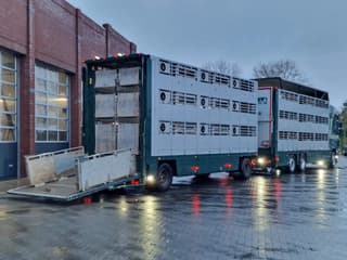 DAF XF 440 2015 - SuperSpaceCab 6x2*4 - Cuppers 1-2-3 deck Livestock + Cuppers 3 deck trailer 2009 afbeelding 10